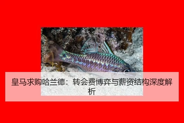 huang-ma-qiu-gou-ha-lan-de-zhuan-hui-fei-bo-yi-yu-xin-zi-jie-gou-shen-du-jie-xi-2-623.jpg